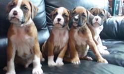 Male and Female pure boxer puppies. Docked tails and growing up well. Puppies will need to stay w mom up until 7 weeks. Nyambei@aol.com for details and pictures.
