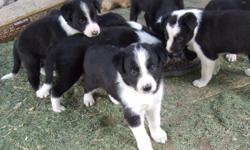 Beautiful and sweet pups. Working parents on site. Great bloodlines .Will be ready around the 27th.