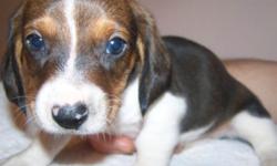 Reg./Mini-Dachshund Puppies
Wormed and Shots
Available now
Call --