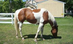 Beautiful 10 yr. old mare. 15.2 hands. Very sweet girl. Rides english or western. Good manners, no vices. Show quality.