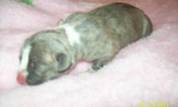 The Dam is Razors Edge & Gaff bloodlines. She is Fawn Bluie. The Sire is Gaff & IHOP bloodlines. He is Blue Brindle. These will be some nice pups. We are now taking deposits of $100. We also do payments plans. But the pup MUST be paid off before you can