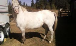 8yrs old 13.2hh dun snow cap for sale or lease