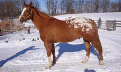 registered appaloosa gelding 15.3 hands sorrel with blanket,gentle,sound,loads,stands for farrier,shown at halter,riden on trails and road.used for lessons with beginner riders.