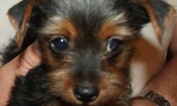 CUTE AKC Yorkshire Terriers NOW AVAILABLE
Born May 20th 2011. AKC puppies are now available. They will come to your home pre SPOILED!!!!! Females are $600 full AKC. They will be beautiful adults and are great with children and adults. Females estimated in