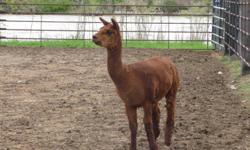 Solid Rust colored alpaca male. Super easy to shear and trim feet. Can be put with nearly any animal. We do not have time for him as a pet. Will trade for goats/broke horse or 2-horse trailer/small stock trailer - older model okay. He is registered very