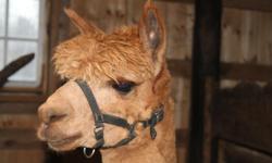 We have a beautiful pair of Alpacas, both are registered.&nbsp; One brownish red male and one brownish red female, both are intact and the female hopefully is now pregnant.&nbsp; They are very easy to handle and lead well and also trailer
