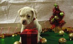 Champion bloodlines. NKC & UKC registered. Loving bully puppies ready for there forever homes. Sweet temperments and nice conformaiton. Raised in a loving home and socialized with other pets. Looking for a new edition that will bring you lots of joy then