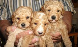3 female poodle puppies. Born 8-3-11 Very cute! Cash only!!! Have been dewormed and have first shots