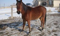 9 year old Bay Arabian Gelding looking for home.
Can halter, lead, and load in trailer. Not Broke.
Call or email. No text messages