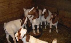 Nine registered boer goats 4 months old four bucks and 5 does. Call for more information and PRICING. 606-348-5125 or 606-307-0595
