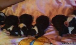 We have 4 females and 2 males born May 12,2011 and be ready July 1,2011 Mom is AKC registered and pups have papers