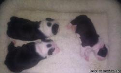 Adorable baby Bostons born July 17!&nbsp; 2 girls, 1 boy.&nbsp; Beautiful markings!! Call or Text 956-5-3-six-2-9-one-3 anytime.