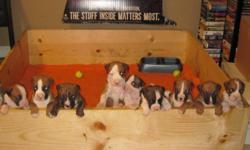 Almost ready to go! Have individual pics of each pup so will send upon request.
Registered boxer puppies for sale, 12 pups? total! 9 boys and 3 girls. 7 fawn, 5 brindle. All are flashy and some are super flashy with a lot of white in the face. A couple