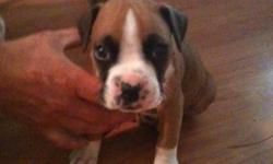 AKC Registered male boxer puppy-$300.00. Puppy had 2 sets of shots and been wormed.