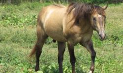 I have several horses still for sale - cutting back - too many for one person to care for anymore
I have a Reg AQHA Dun stallion 15.1 - 18 yrs old - proven color producer - he has the dorsal stripe, stripes over withers and leg barring.- he was broke as a