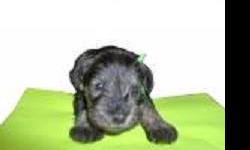 Registered Mini Schnauzer Puppies Male & Female. (Black and Silver, Salt/Pepper) Tails and du-claws already done, will have 1st shots, wellness exam & de-wormed, Health Cert, and Registration. Will be Ready July 10th-15th to for their new home and