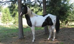 1st is a Registered APHA Black & White Stallion, born April 16th, 2001, Hard Rock Billie, Homozygous for Tobiano & the Black Gene, 15 h. calm disposition, beautiful conformation, also can be ridden. Asking $3000.00 (1st.pic.is Hard Rock Billie)
2nd. is a