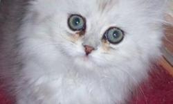 Shaded Silver Persian kitten she is the runt of the litter. She will come updated with age related shots, she will come with written health guarantee and written contract. For additional information please email me.