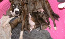 8 Puppies for sale.
Will be ready July 14,2011. Preorder today!
mother bloodline is watchdog/Razor Edge
father bloodline is Colby/Crenshaw.
Mother and father are very sweet. Puppies are growing up around kids so they should be good with them.
any