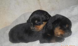 I just had a litter of Registered Rottweiler puppies. &nbsp;Both males and females available for $600, I am taking deposits to hold puppies for people. They will be current on their shots and worming, and their tails and dew claws will be removed.