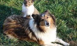 I have a litter of adorable double registered ACA/ APRI Sable and White Sheltie puppies for Sale. Sire is a Grand Champion. Parents on site. Sire's line goes back 40 years. Dam's line goes back over 30 years. Marked perfectly with lots of white, tipped