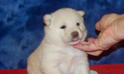 SHIBA INU PUPPIES! We are a USDA licensed breeder of shiba inu puppies. We are very experienced with raising shiba inu puppies. We promise to make your buying experience safe and stress free. At this time we have several litters available. All are very