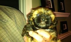 Adorable Shih Tzu puppies for sale, non-shedding and family raised.&nbsp; Well socialized and started on potty training.&nbsp; Available 7-4-12, 8.5 weeks old.