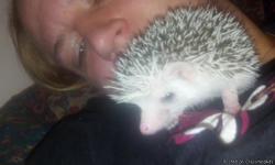 Registered, beautifully marked male Hedgehog super super sweet! Doesnt bite, puff or make hissing noises. Loves to cuddle and play around in living room. 5 weeks old today has been handled since 2 weeks. He is 300.00 and is also pictured here in his own