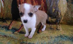 Beautiful Registered Tiny -T-Cup Fawn Male Chihuahua. Show Quality. Born Sept 17th 2012. Comes from loving, Caring Home, Well socialized. Must go to loving,caring forever home only. &nbsp;1st Vaccinations, wormed prior. Registration Papers at time of