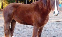 Registered Tennessee Walker Mare. Chestnut, approx 15.1 hands, clips, loads, stands for farrier, and has good ground manners. Loves trails and has no problem with bridges and water. $1800.00 OBRO