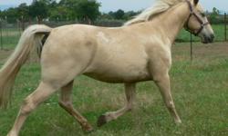 Registered Tennessee Walking Horse!!! Goldie is a Beautiful 7 year old palomino mare, she is very socialable with people and other horses. Goldie has Champion Bloodlines, she rides smoothly and is gaited. Goldie also has no problems trailering, bathing,