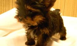Very small Teacups delivered to you starting at $1000. They will be in the 2 1/2 pounds to 4 1/2 pounds as adults. ACA registered female chocolate Yorkie. The rest are all AKC registered, vet checked, healthy and all ready to be your purse or pocket baby.