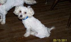 CKC REGISTERED 1 year old male Toy Poodle . weighs 3 lbs. , Housebroken , Raised with children and other dog , UTD on all Vaccination's including rabies , Vet checked and Wormed , Will come with All paper work and breeding rights. $400 Serious Inquiries