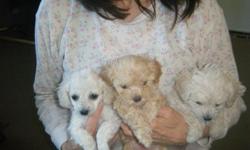 Three female Toy Poodle Puppies born Mar 14th. Two white and one red, available May 2nd. Call between 9AM and 9PM. Located in Watertown, but can bring to Rochester. Parents are both AKC and CKC registered.