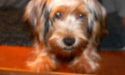 I have one 5 month old male ACA Yorkshire Terrier puppy left for $300. He is healthy and up to date on all his shots. He can be delivered for an addtional $75 fee. Other Yorkies also $350 & up. Also other breeds of puppies. www.thebestpups.com