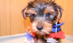 Registered Yorkies starting at $300 available now & special priced this week for the 4th of July.