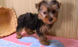 Male & female unrelated ACA registered Yorkshire Terriers $300 each. 2 small AKC registered female Yorkies, toy sized and really cute $550 & $650. ACA registered female blue Yorkie, 6 months old, has had all puppy shots, 4 1/2 pounds, $450. All up to date
