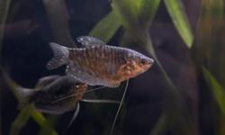 I originally got two female opaline gourami, but I have not been able to keep the top gourami (behind in the picture) from harassing and pecking at the other (pictured). She eats her fill of worms/peas/flakes/algae/and my plants, and she swims even faster