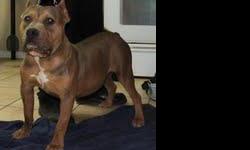 Cabo is off of Gizzmo x Paris. Gizzmo is a Remembering Cairo son and Paris is a Diegos Thing daughter. for full pedigree check out our website www.legionofbullyz.com He is 9 months old. UKC and ABKC registered. He is great with kids and people. He is