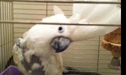 Need a loving home for a Rescue Cockatoo. Serious inquires with bird experience only and he is not to be used for breeding! I will accept anyone with bird experience and knows the work and dedication they need to give to a rescue bird.
I am posting this