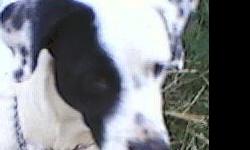 Rescued one year old sweet basset/dalmatian cross spayed dog. House trained, seems good with other dogs. Loves to play with kids and go for long walks. Would love to go home to a family for Christmas.