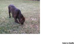 REWARD
Chocolate Lab 15 wk old puppy
We lost our chocolate lab puppy 15 Mo old, on the morning of 7/15 near 119 and old river rd, please call 742 2498&nbsp; or 561-996-4827&nbsp;if you found her or know where she is. She has green eyes