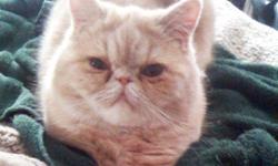 Short haired persian peach & white striped with copper eyes. Missing 8-18-11 from Greensburg
Lynch Field Union Cemetary Road area. Cat needs MEDICATION. Please call or text anytime if seen or found 724-516-0412. Reward for safe return Answers to Rodney