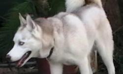 'Kino', needs help getting home. Mostly white Husky male w/ blue eyes. Lost in Porter/Kingwood area on April
16, 2011. Family pet, non-aggressive. Likes to get in open car doors to ride and loves to run, so he could be anywhere. Very social, is attracted