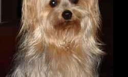 Lost our silky terrier, male, silver and brown long hair. Ran away from Sterling Illinois. Name is Buddy. Please contact! We miss him so much!