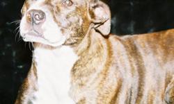 Lost female brindle Pit bull older dog appears to have had puppies recently
If you have any indication on where this dog may be please help us locate her
She has been in this family for some time now and the kids are devastated about
Disappearance. A