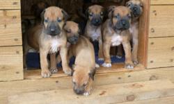Great looking pups, six weeks old and they've had their first shots.&nbsp; Parents on site. Parents have paperwork, but the pups won't this time around.&nbsp; Next litter will have their paperwork and they will go for $1000.&nbsp; These puppies for $500