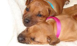 Rhodesian Ridgeback (African Lionhound) puppies. AKC registered. Dew claws removed. One Male and One Female available (both red wheaton with black noses). Born February 15, 2011.