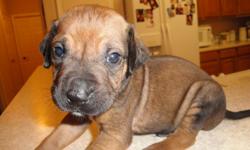 We have 2 Rhodesian Ridgeback puupies for sale one male and one female. They are AKC with papers. Have all been dewormed and had thier shots they are now 8 weeks old. I have more pictures available if you would like to see them email me at