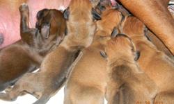 Our puppies were born on January 24, 2011 we have 6 males and 4 females available. We own the dam, sire and grandmother, and they are all our loving family pets...Ridgebacks are very loyal companions, and make great outdoor companions for the hiker,
